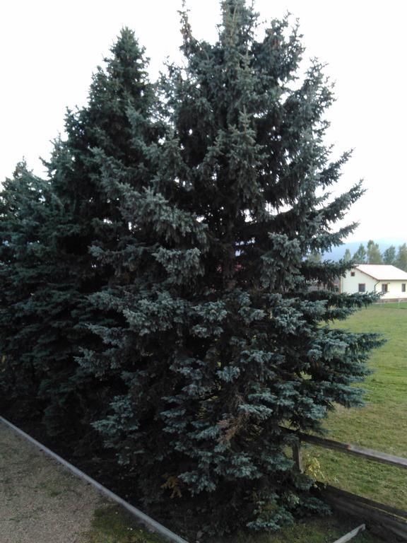 Hotel Ezuestfenyo Agroturisztikai Panzio à Borzont Extérieur photo